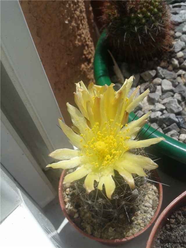 Copiapoa